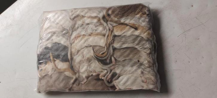 Diepvries gerbils te koop