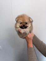 Rasecht Pomeriaan reutje en teefje, Dieren en Toebehoren, Keeshond, 8 tot 15 weken, Parvo, Meerdere