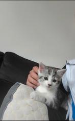 Kitten een live Katerje, Dieren en Toebehoren, Katten en Kittens | Overige Katten, Kater