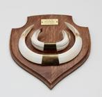Groot schild tanden EVERZWIJN / WILD ZWIJN - ref.  N, Ophalen of Verzenden, Gebruikt, Wild dier, Overige typen