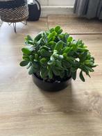 Crassula ovata in pot, Ophalen of Verzenden, Overige soorten, In pot, Minder dan 100 cm