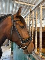 Hoofdstel Harry’s Horse, Ophalen of Verzenden, Zo goed als nieuw, Overige soorten