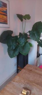 Alocasia 1 meter hoog, Huis en Inrichting, Kamerplanten, Ophalen, Halfschaduw