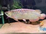 Blue base crossback arowana cichla potamotrygon datnioides, Vis