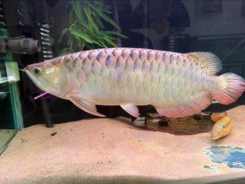 Blue base crossback arowana cichla potamotrygon datnioides beschikbaar voor biedingen