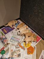 Prachtige labrador pups in huis opgegroeid, Dieren en Toebehoren, Rabiës (hondsdolheid), 8 tot 15 weken, Labrador retriever, Eén hond