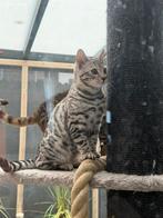 Zilver bengaal katertje met stamboom!, Dieren en Toebehoren, Katten en Kittens | Raskatten | Korthaar, Meerdere dieren, Ontwormd