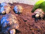 Kinixys Belliana Nogueyi, Dieren en Toebehoren, Reptielen en Amfibieën, Schildpad, Tam, 3 tot 6 jaar