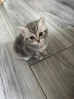Britse korthaar kittens, Dieren en Toebehoren, Katten en Kittens | Raskatten | Korthaar, Meerdere dieren