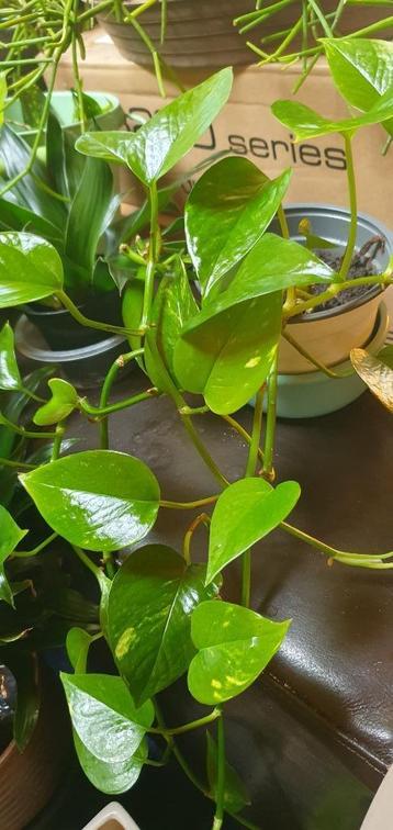 lange smalle hangplant, rhaphidophora aurea beschikbaar voor biedingen