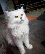 Perzisch dekkater