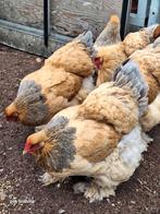Brahma broedeieren, Dieren en Toebehoren, Pluimvee, Geslacht onbekend, Kip