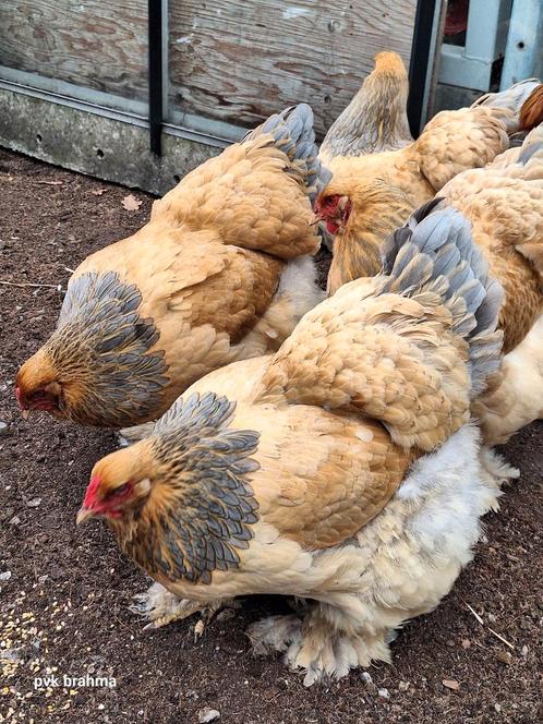 Brahma broedeieren, Dieren en Toebehoren, Pluimvee, Kip, Geslacht onbekend