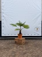Trachycarpus princeps - Blauwe Zilver Palm, Tuin en Terras, Ophalen, Palmboom