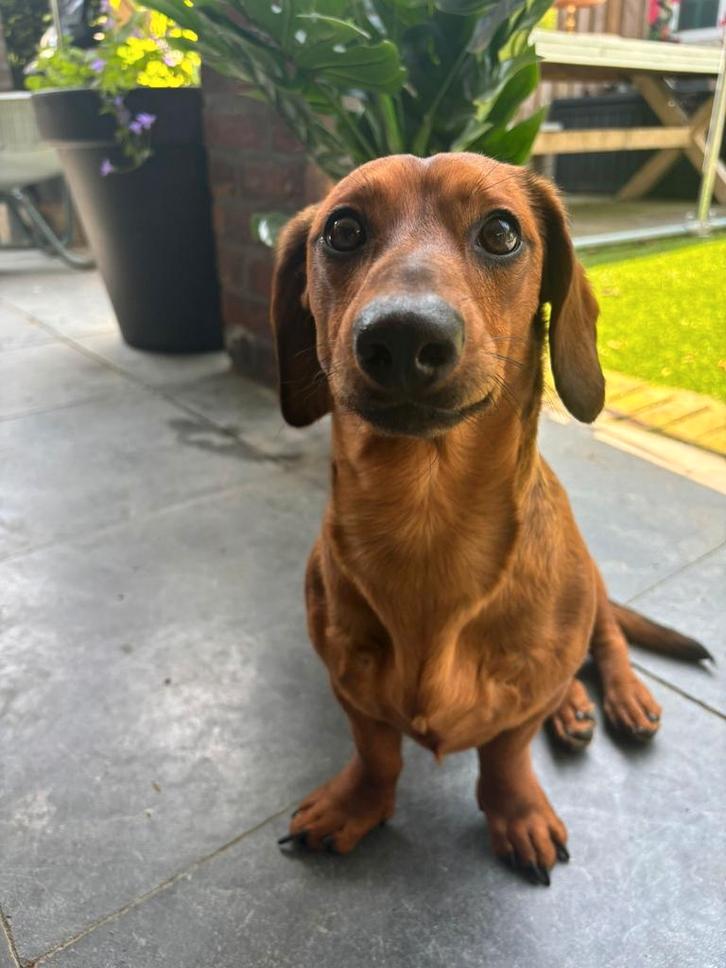 Dekreu dwergteckel, Dieren en Toebehoren, Honden | Teckels en Dashonden, Reu, Korthaar, Dwerg, Particulier, Eén hond, Nederland