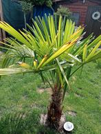Palm., Ophalen, Bloeit niet, Overige soorten, Volle zon