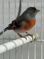 kapoetsensijs poppen 2025, Dieren en Toebehoren, Vogels | Overige Vogels, Meerdere dieren, Tropenvogel, Geringd