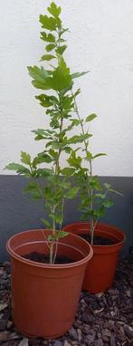 Blauwpaarse Hibiscus in biologische aarde, Ophalen, Zomer, Vaste plant, Overige soorten