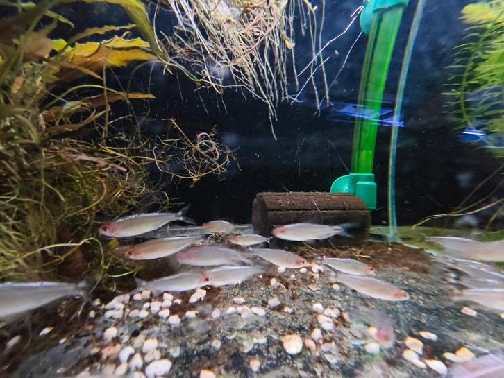 Roodkopzalm diamant, Dieren en Toebehoren, Vissen | Aquariumvissen, Zoetwatervis, Vis, Schoolvis