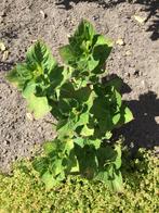 Hortensia’s gezocht (potformaat), Tuin en Terras, Planten | Tuinplanten, Ophalen of Verzenden