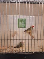 Binsenastrilde man roodkop, Mannelijk