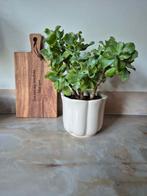 Vet plant in pot 12,50, Ophalen, Overige soorten, Halfschaduw, In pot