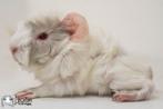 Lilac witte peruvian cavia, Dieren en Toebehoren, Mannelijk, Cavia, Na 1 juli 2024, Tam