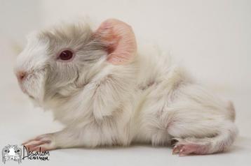 Lilac witte peruvian cavia beschikbaar voor biedingen