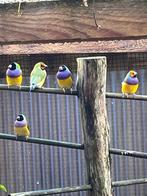 Goldamadines, Dieren en Toebehoren, Vogels | Overige Vogels, Meerdere dieren, Tropenvogel