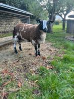 Bonte ram van dit jaar, Dieren en Toebehoren, Schapen, Geiten en Varkens, Mannelijk, Schaap