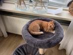 Prachtige jonge poesje mooi rood gekleurd., Dieren en Toebehoren, Poes