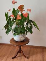 Kamerplant  Anthurium, Ophalen of Verzenden, Halfschaduw, Minder dan 100 cm