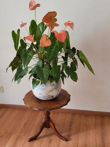Kamerplant  Anthurium  beschikbaar voor biedingen