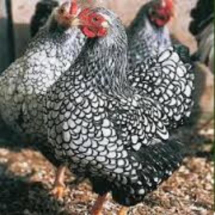 Wyandotte krielkippen., Dieren en Toebehoren, Pluimvee, Kip, Vrouwelijk