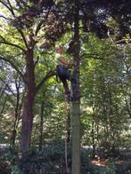 Te koop bomen, ook kappen snoeien rooien en vellen we ze, Ophalen, Volle zon, Overige soorten