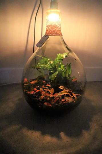 Ecosysteem/planten terrarium/flessentuin met lamp