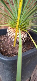 Yucca Rostrata - Prachtige vaste plant!, Overige soorten, Volle zon, Vaste plant, Ophalen of Verzenden