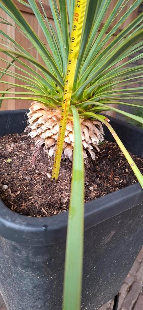 Yucca Rostrata - Prachtige vaste plant!, Tuin en Terras, Planten | Tuinplanten, Vaste plant, Overige soorten, Volle zon, Bloeit niet