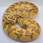 Diverse bewezen python regius, Slang, 3 tot 6 jaar