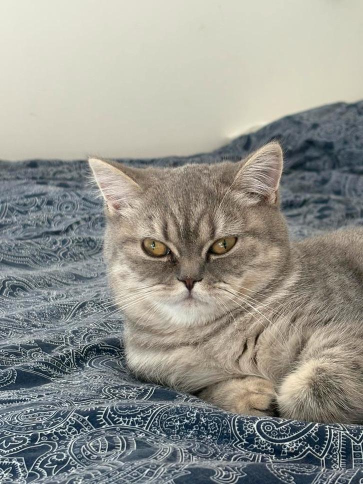 Beide Britse korthaar kittens, Dieren en Toebehoren, Katten en Kittens | Raskatten | Korthaar, Meerdere dieren, 0 tot 2 jaar, Ontwormd
