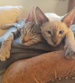 F6 savannah kittens, Dieren en Toebehoren, Katten en Kittens | Raskatten | Korthaar, Meerdere dieren, Gechipt, 0 tot 2 jaar