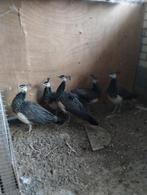 Mooie pauwen te koop geboren 2025, Dieren en Toebehoren, Pluimvee, Meerdere dieren, Overige soorten