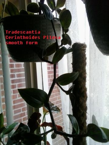 Tradescantia cerinthoides piloso stekjes