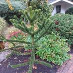 Apenboom - 140 cm hoog, Tuin en Terras, Planten | Bomen, Ophalen, Bloeit niet, Halfschaduw, Overige soorten