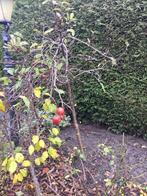 Te koop fruitbomen, Lente, Volle zon, Ophalen of Verzenden, Appelboom