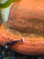 sulawesi garnalen, Kreeft, Krab of Garnaal, Zoetwatervis