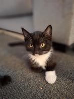 British shorthair mix kater kittens, Meerdere dieren