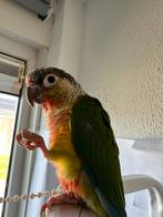 2 Jonge Pyrrhura Molinae, Dieren en Toebehoren, Vogels | Parkieten en Papegaaien, Meerdere dieren, Papegaai, Geringd