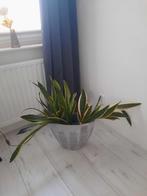 Sansevieria met aardenwerk pot, Ophalen, Halfschaduw, Minder dan 100 cm