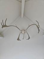 Rendier gewei, Verzamelen, Dierenverzamelingen, Ophalen, Zo goed als nieuw, Hert, Gewei of Kop